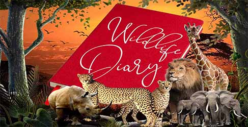 Wildlife Diary